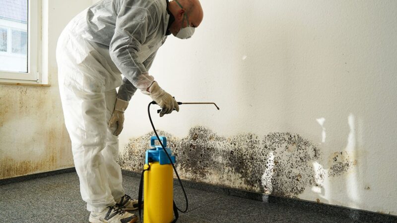 How To Prevent Mold Growth In Your Home