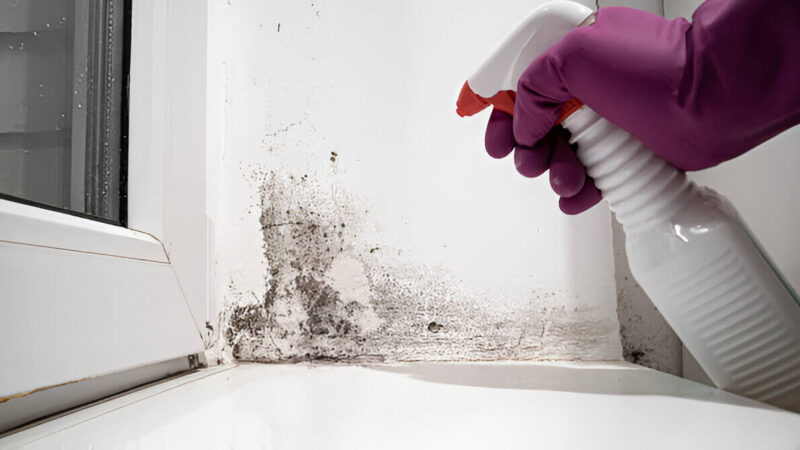 Why DIY Mold Removal Can Be Dangerous 