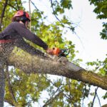 Tree Removal Service Near me