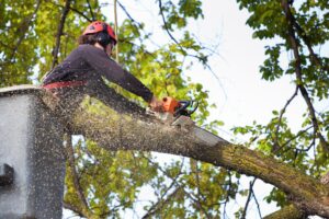 Tree Removal Service Near me