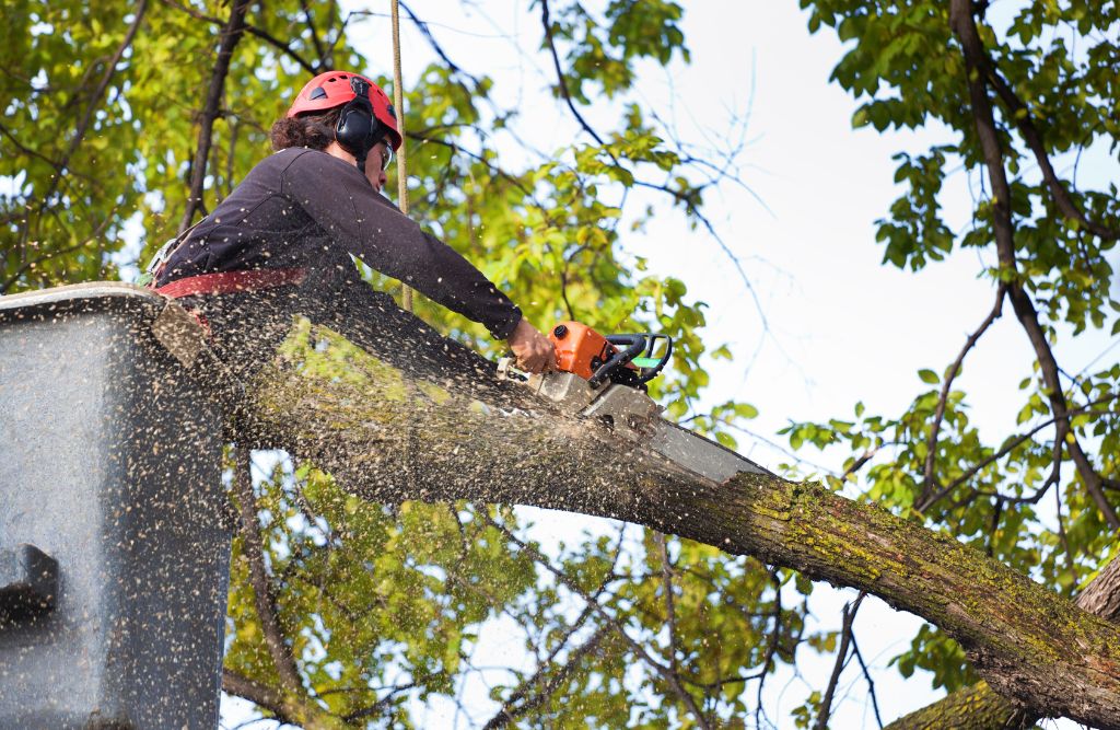 Tree Removal Service Near me